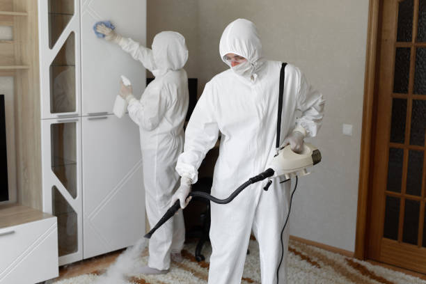 Best Basement Mold Removal  in Timpson, TX